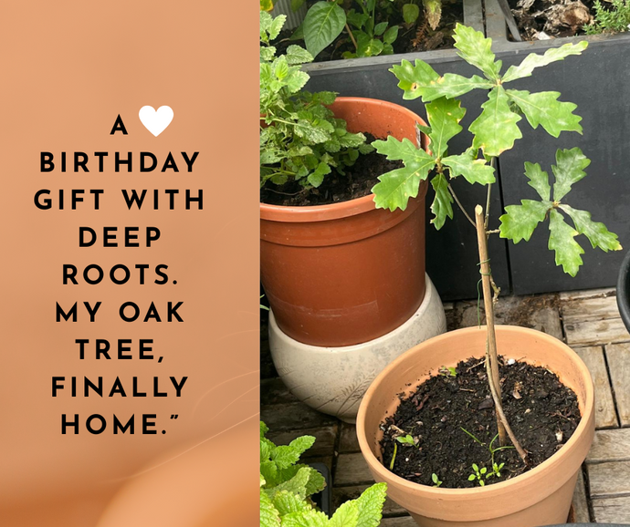 The Oak Tree on My Balcony – A Gift, A Memory, A Rooting